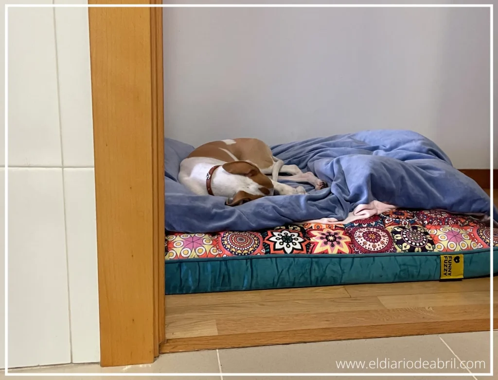 El descanso de una Whippet