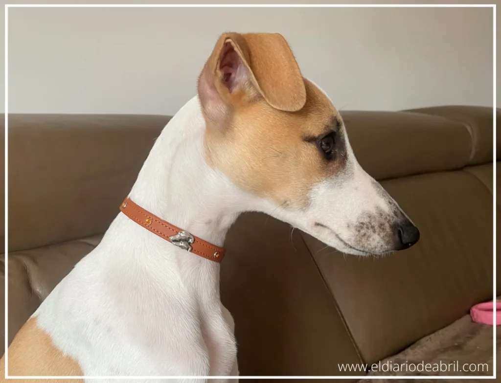 Abril con su collar de Rosscollezioni
