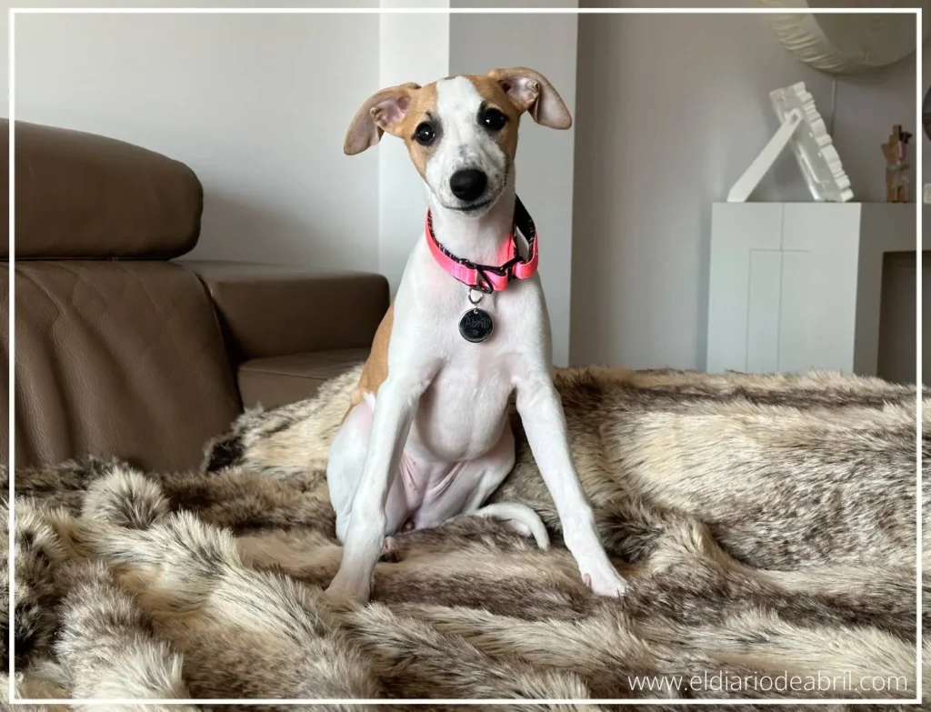 Whippet con tres meses