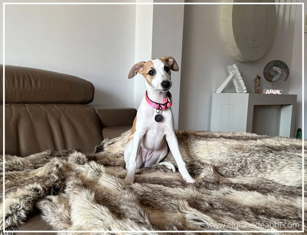 Whippet de tres meses