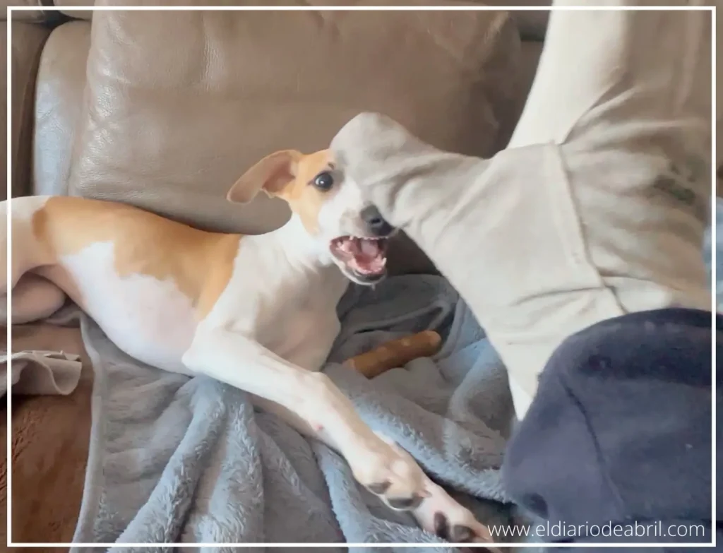Guante de cuero para Whippet