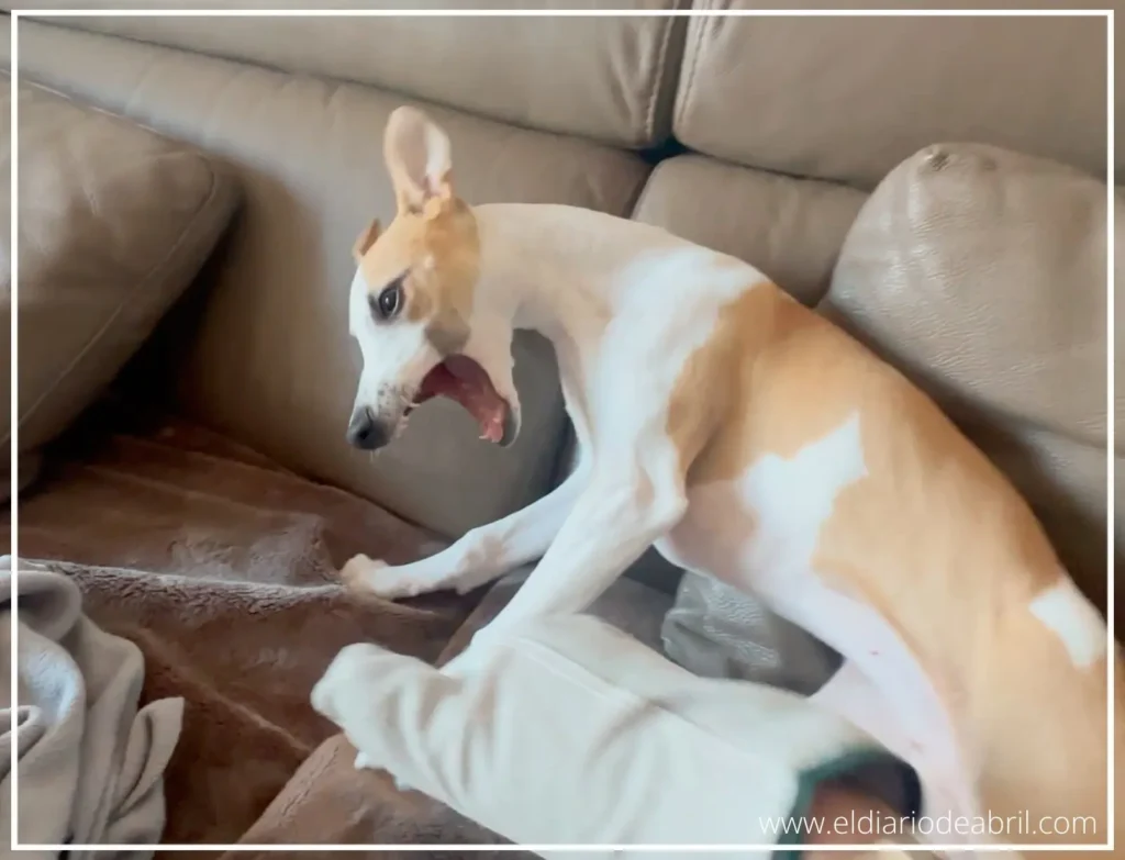Como disfruta nuestra Whippet Abril
