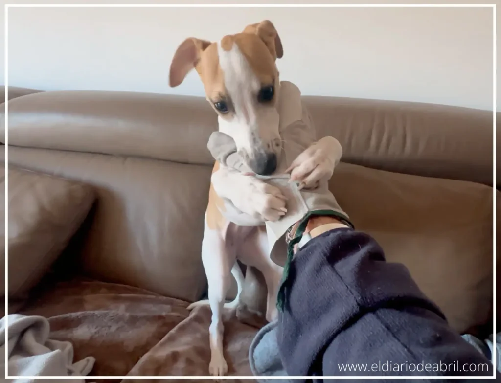 El instinto de cazador Whippet
