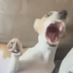 Abril no está bostezando