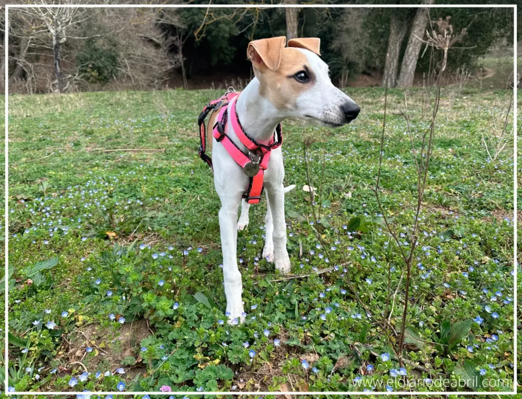 Whippet Abril sin correas