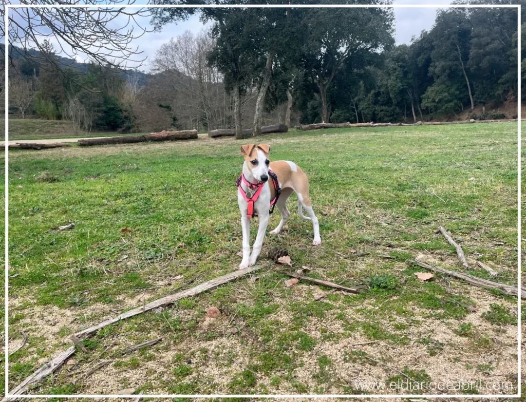Abril con sus palos y piñas