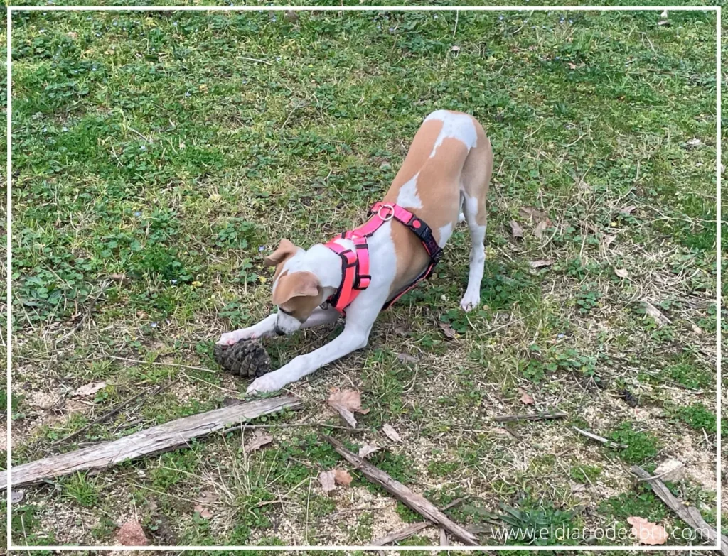 Buena señal de un perro en libertad