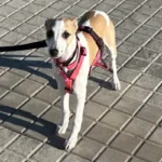 Primer paseo de Abril