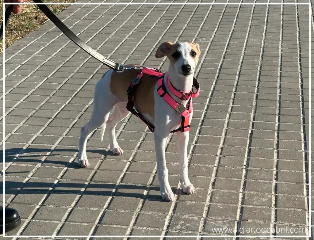 Abril en la calle por primera vez