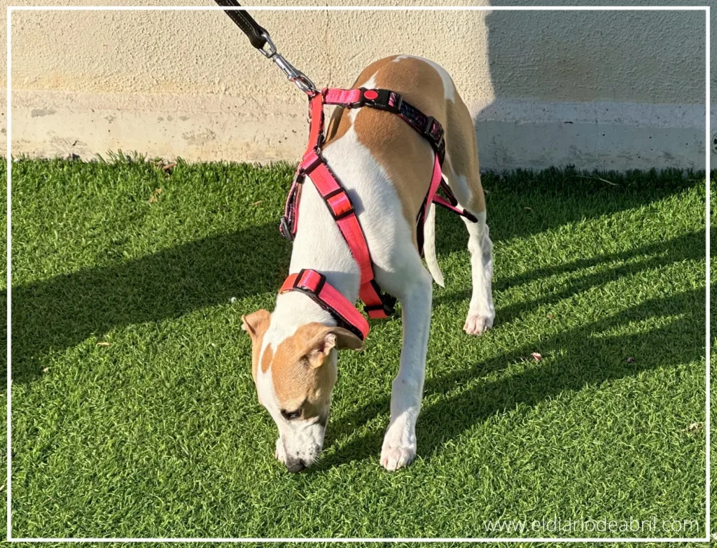 Whippet paseando sobre cesped