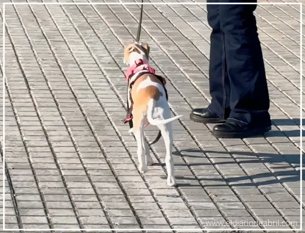 Un buen paseo con Whippet