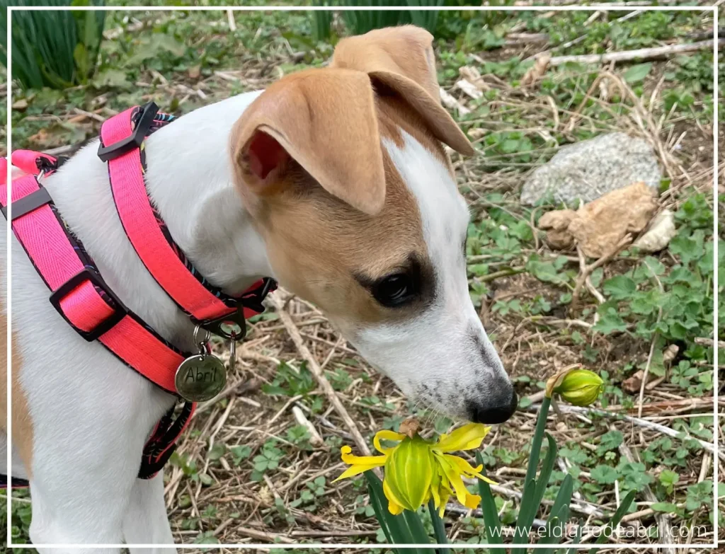 Primera salida al campo con mi Whippet