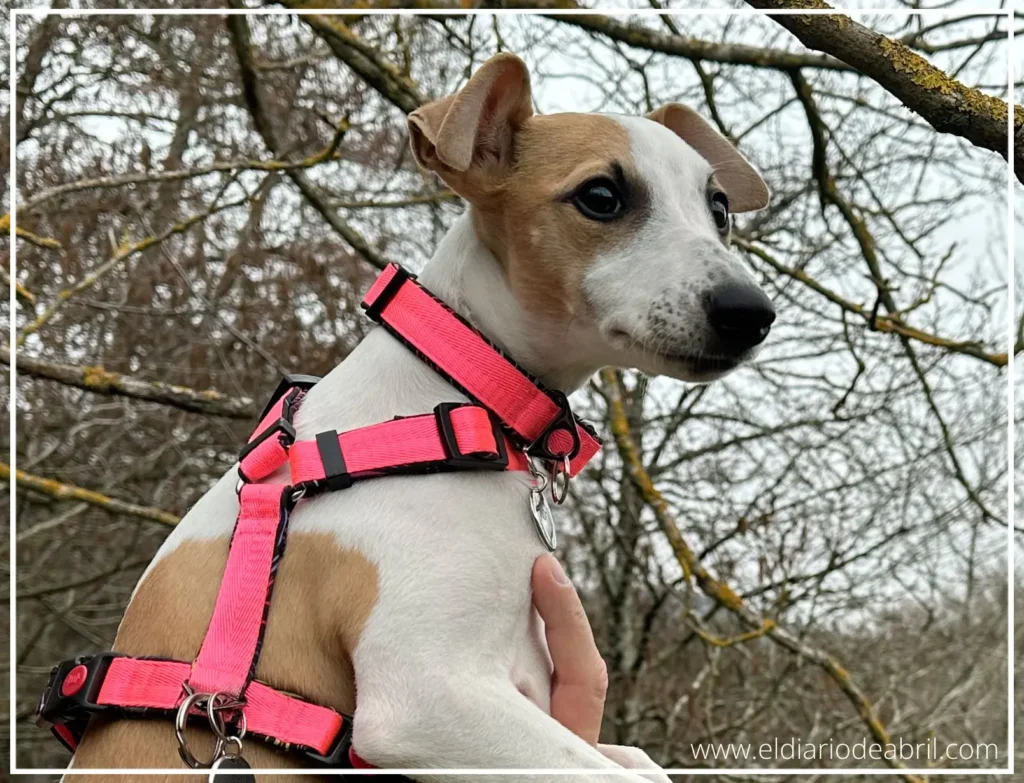 Adopción de Whippets en Barcelona