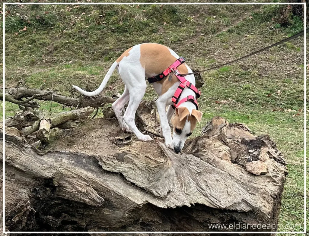 Whippet Abril subida en el tronco