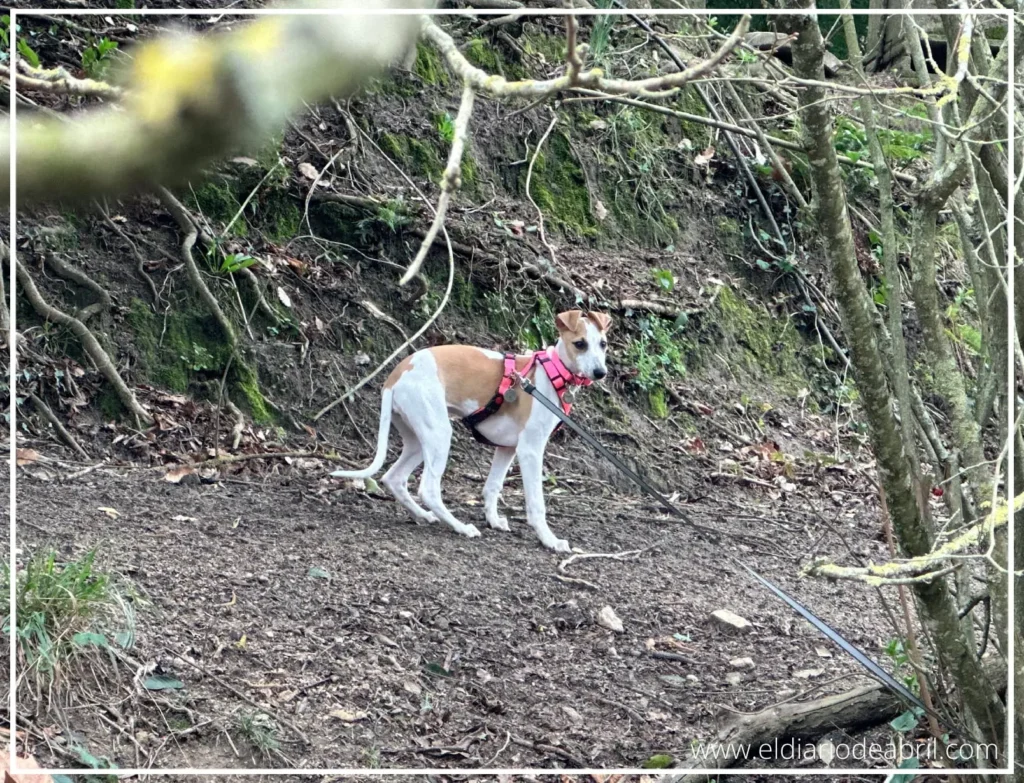La Whippet Abril ya conoce el campo