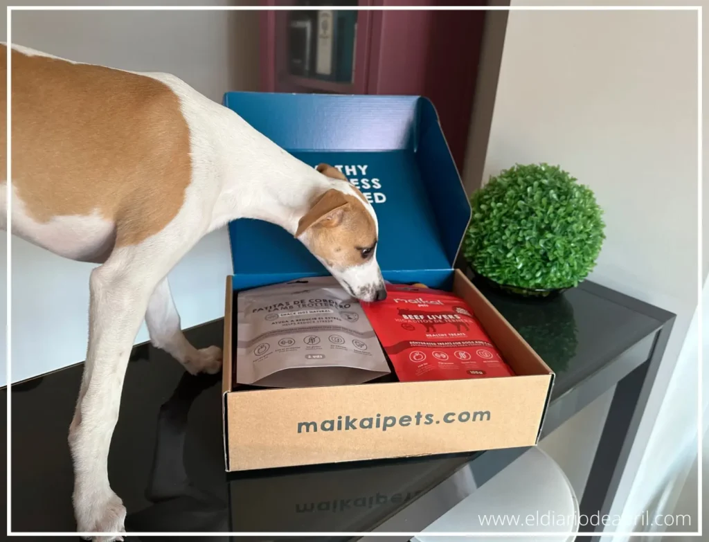 El regalo natural para un Whippet
