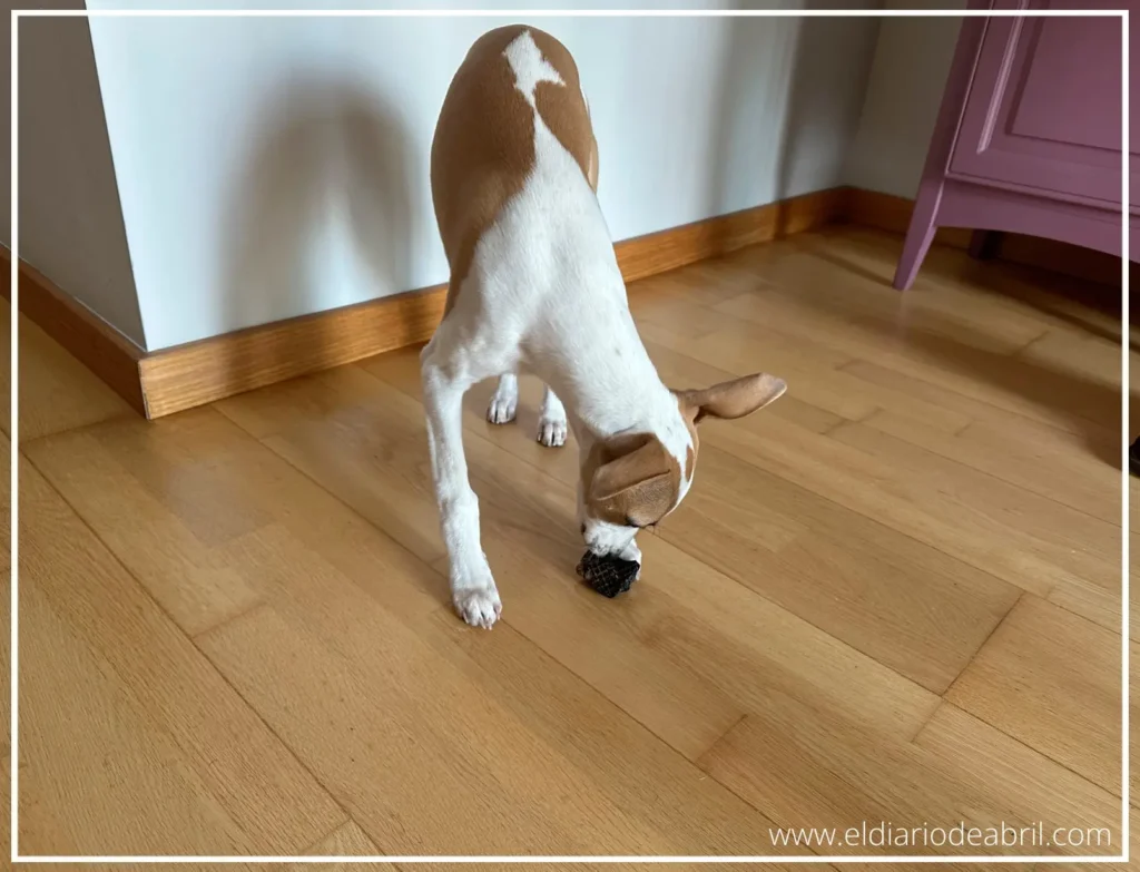 Abril degustando un Snack de Maikaipets.com