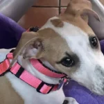 Whippet Abril en el Restaurante