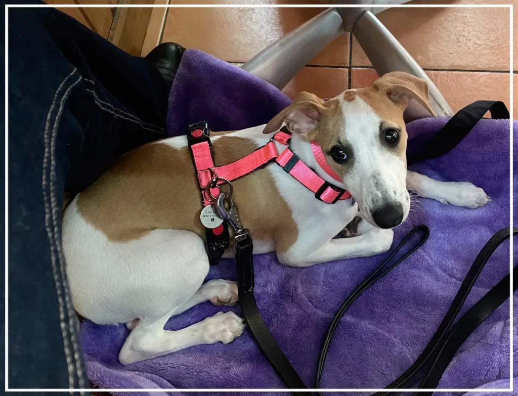Buen comportamiento canino en el Restaurante