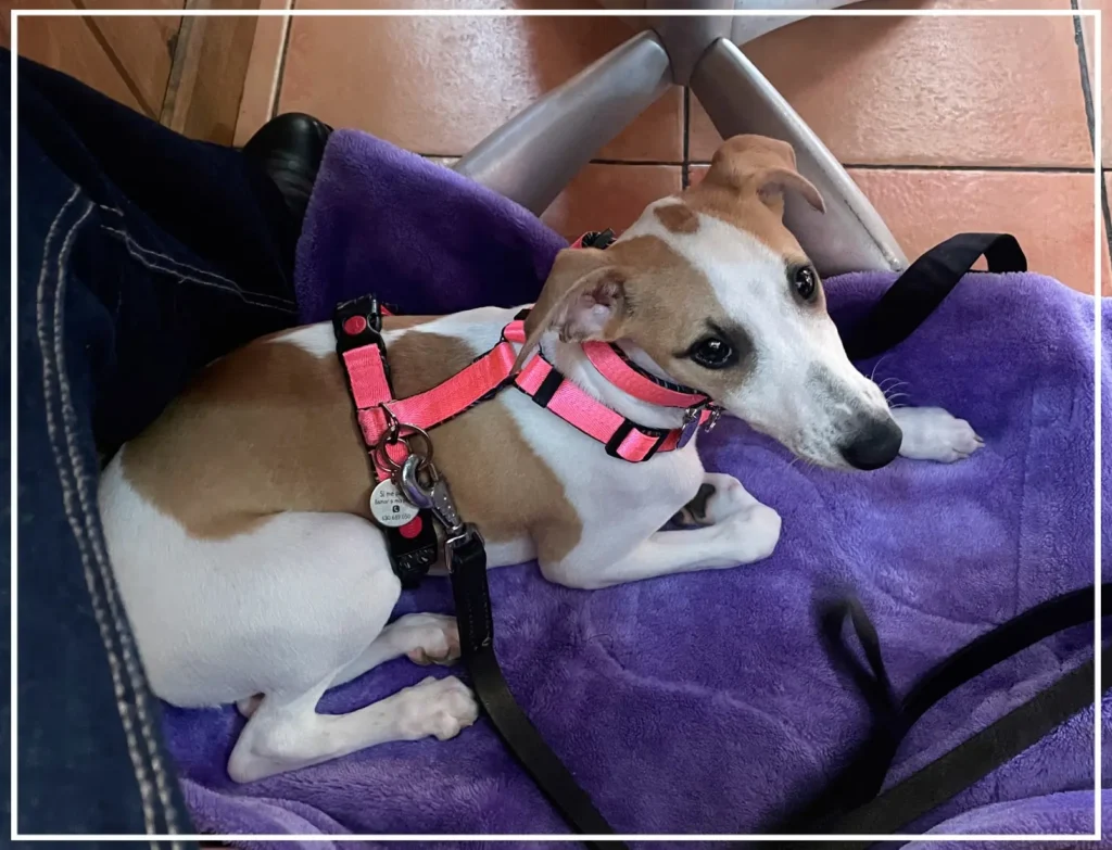 Buen comportamiento Whippet en el Restaurante