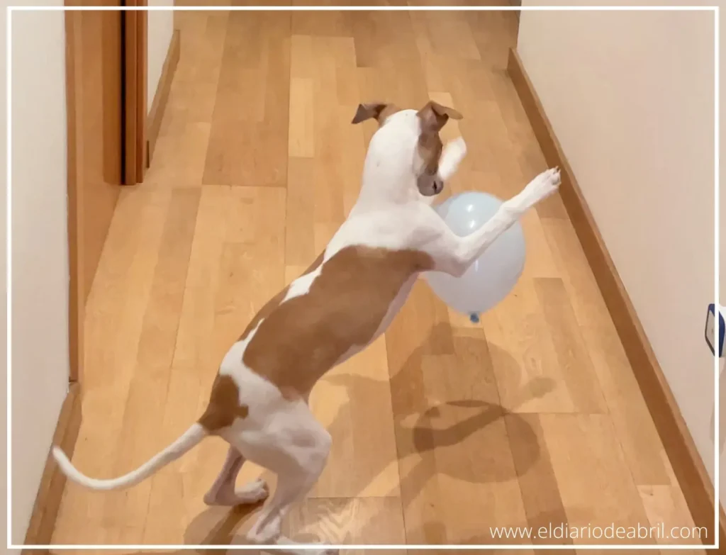 Whippet Abril jugando con los globos