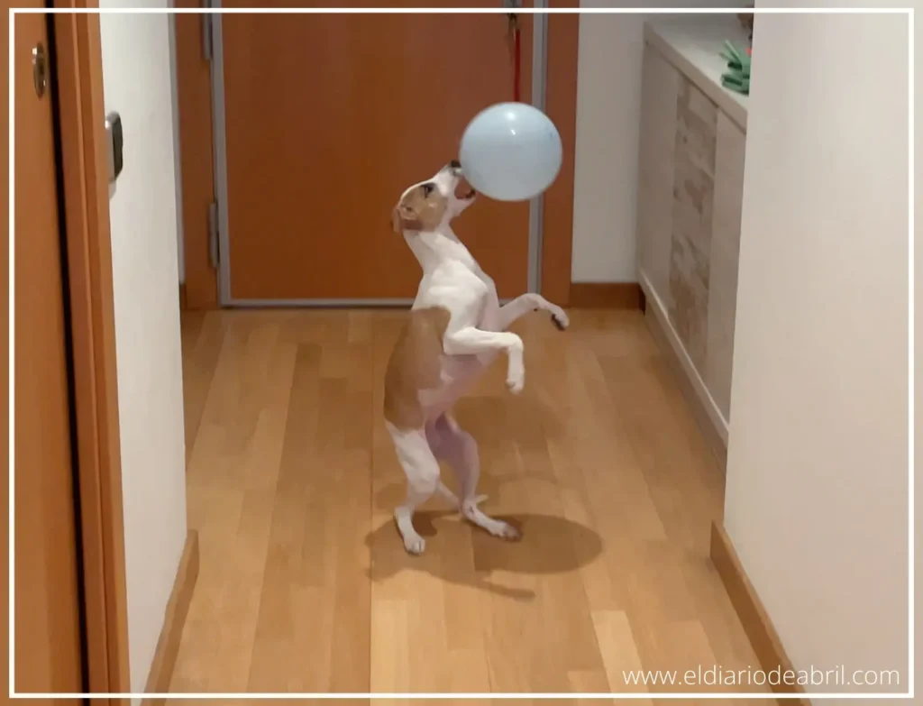 Jugar con globos para cachorros