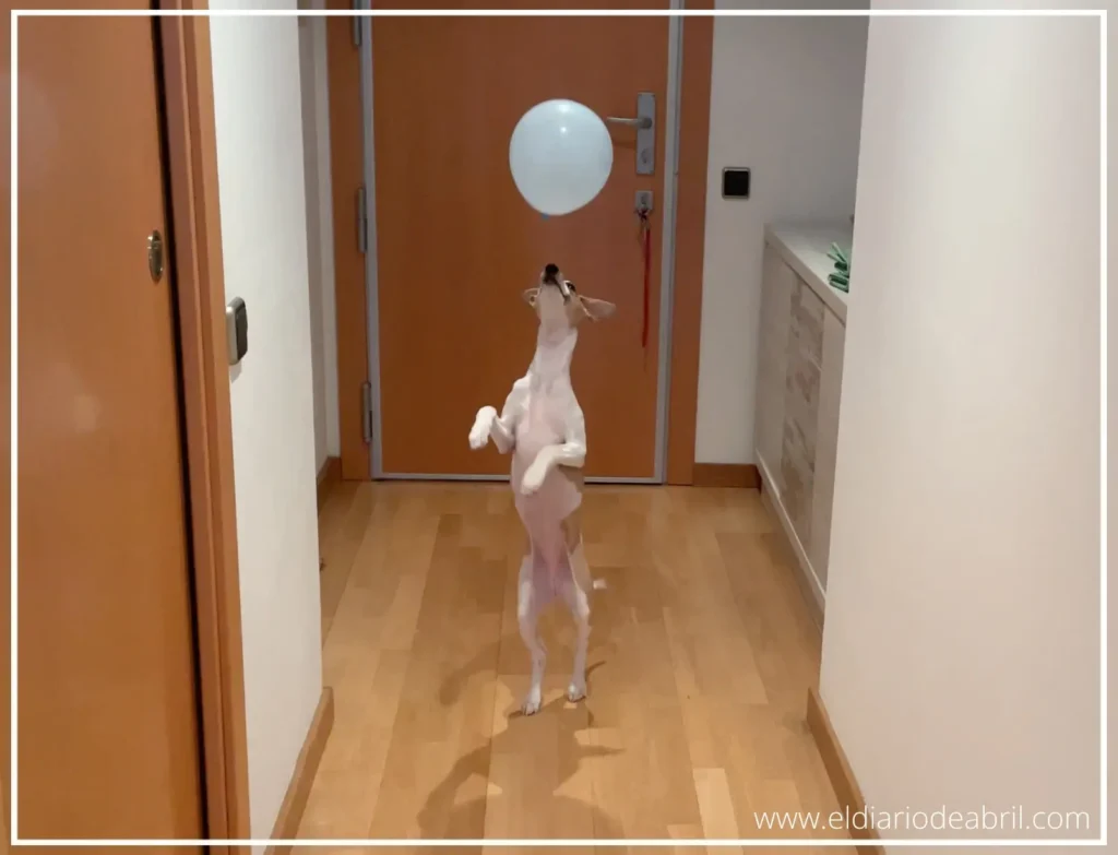 Juegos para Whippets con globos