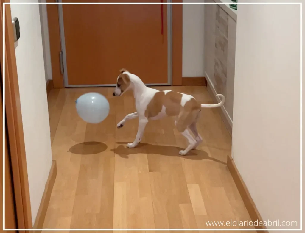 Globos para cachorros Whippet