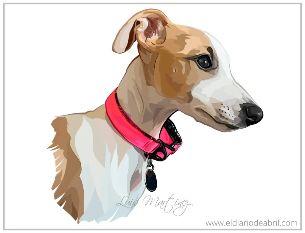 Dibujos de Galgos a color