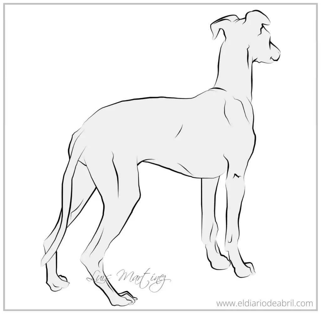 Dibujos de Whippets en blanco y negro