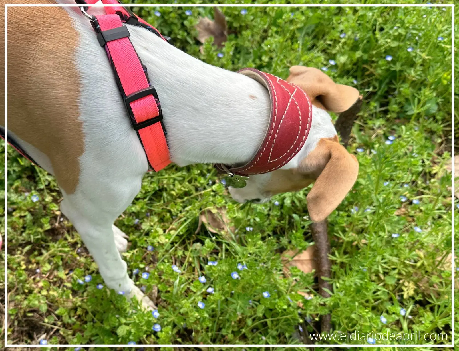 Whippet comiendo plantas del campo