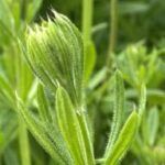 Planta Galium Aparine