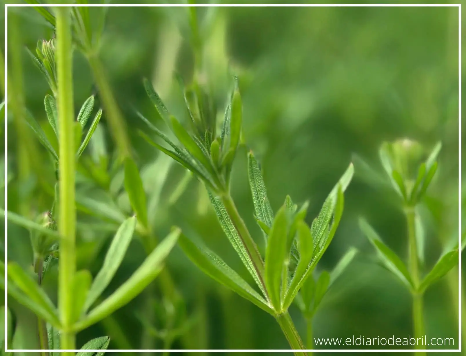 Plantas especiales para perros