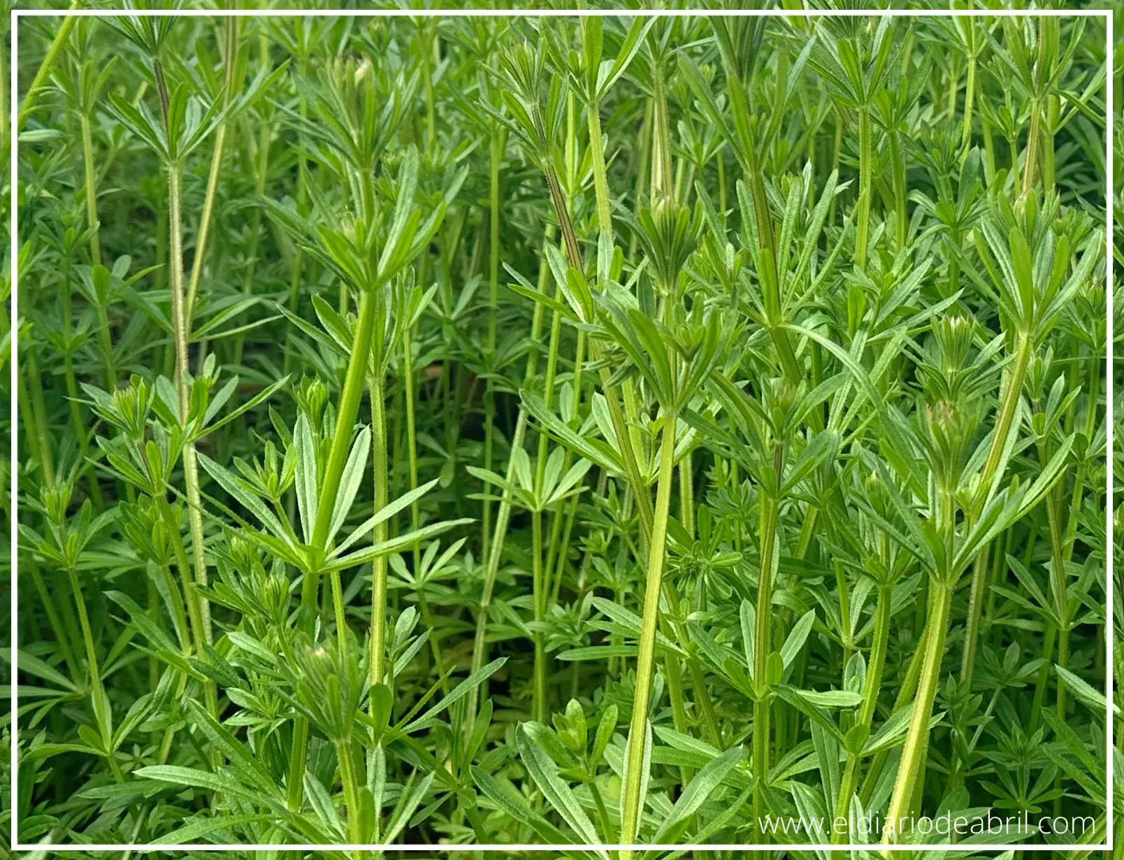 Plantas nutritivas para perros