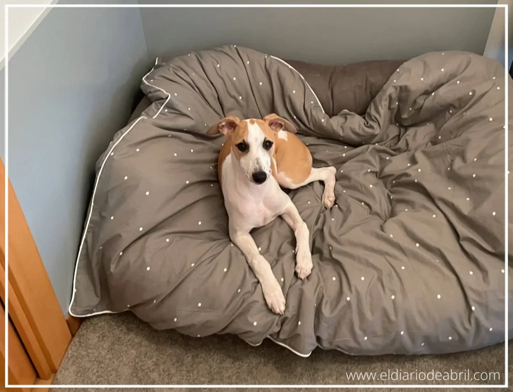 Camas especiales para Whippets