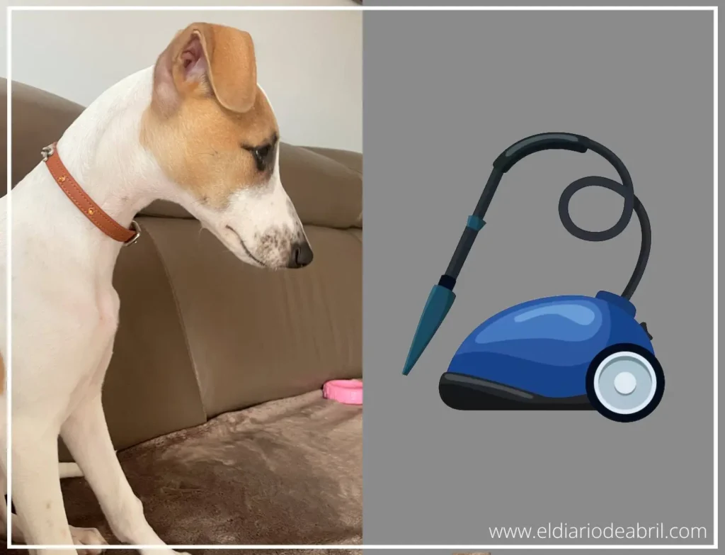 Whippet con aspirador