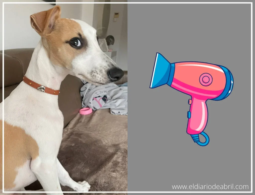 Whippet con secador de pelo