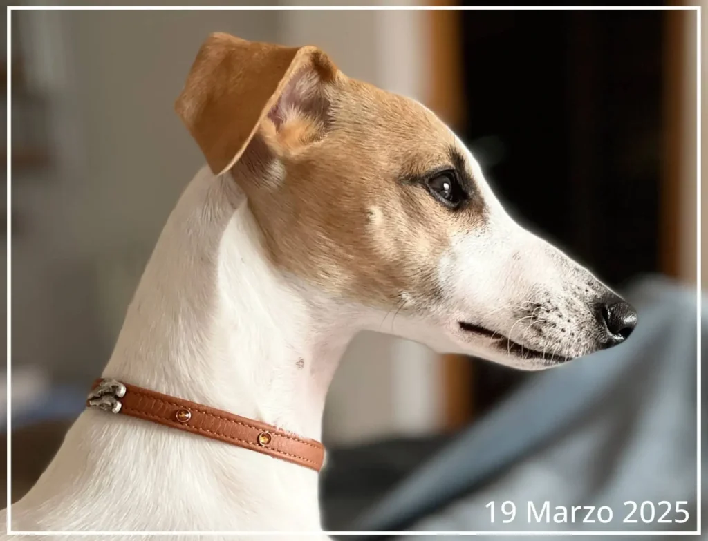 Perfil de una Whippet de cuatro meses