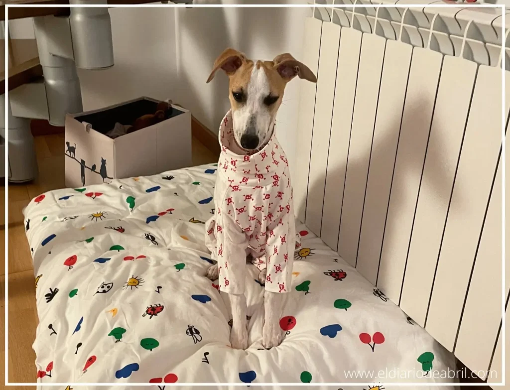 Whippet con pijama en su cama