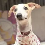 Pijamas para Whippet