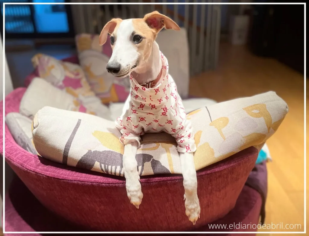 Whippet sentada en un sofá granate