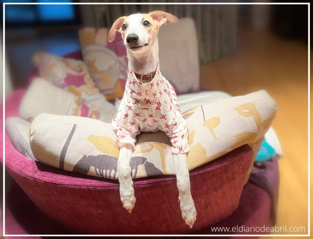 Una Whippet en el sofá