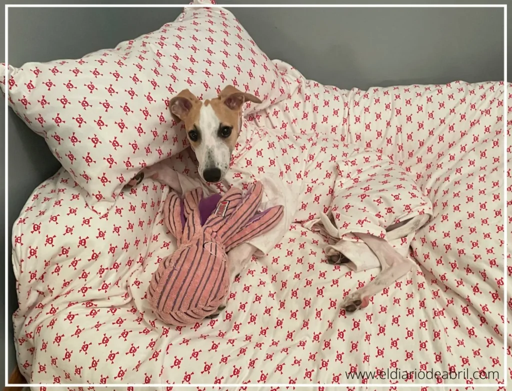 Whippet con pijama y nórdico a juego