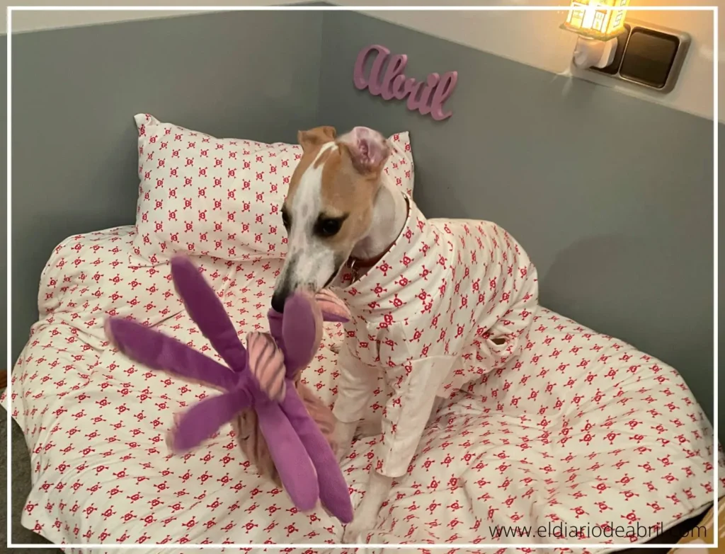 Whippet jugando con su juguete y con pijama