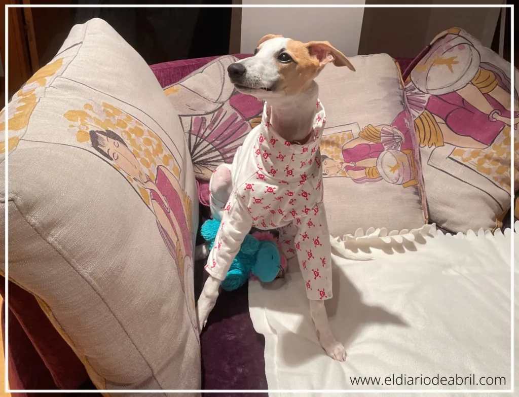 Whippet Abril vestida con pijama