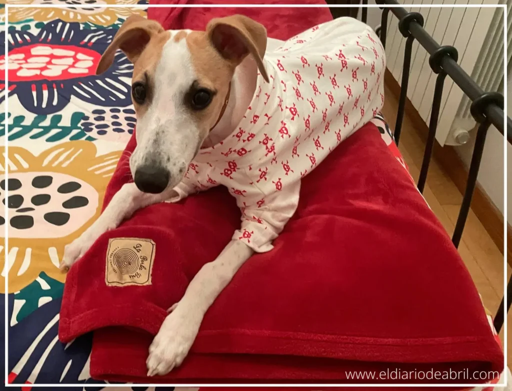 La Whippet Abril tumbada sobre una manta roja