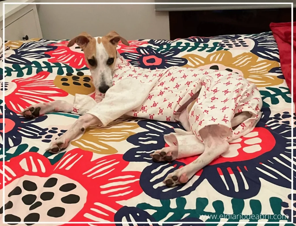 Whippet tumbada sobre una cama