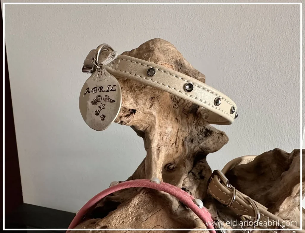 Collares de Whippets y placas identificativas