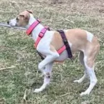 Una whippet corriendo por el campo