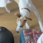 Whippet con miedo al aspirador